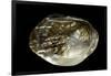 Pinctada Sp. (Pearl Oyster)-Paul Starosta-Framed Photographic Print