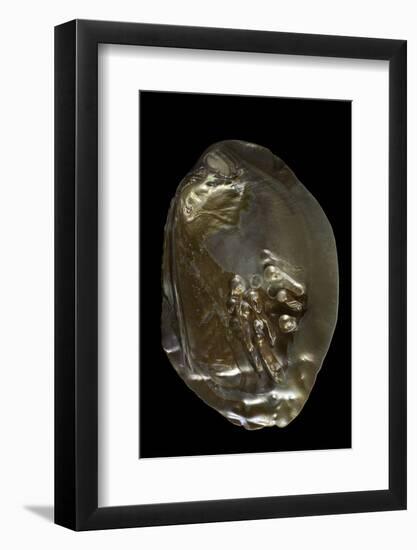 Pinctada Sp. (Pearl Oyster)-Paul Starosta-Framed Photographic Print