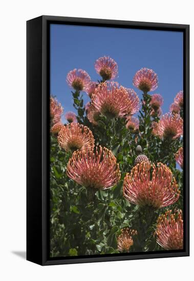 Pincushion Protea (Leucospermum Cordifolium), Kirstenbosch Botanical Gardens, Cape Town, Africa-Ann & Steve Toon-Framed Stretched Canvas