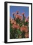 Pincushion Protea (Leucospermum Cordifolium), Kirstenbosch Botanical Gardens, Cape Town, Africa-Ann & Steve Toon-Framed Photographic Print