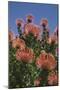 Pincushion Protea (Leucospermum Cordifolium), Kirstenbosch Botanical Gardens, Cape Town, Africa-Ann & Steve Toon-Mounted Photographic Print