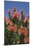 Pincushion Protea (Leucospermum Cordifolium), Kirstenbosch Botanical Gardens, Cape Town, Africa-Ann & Steve Toon-Mounted Photographic Print