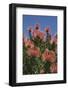 Pincushion Protea (Leucospermum Cordifolium), Kirstenbosch Botanical Gardens, Cape Town, Africa-Ann & Steve Toon-Framed Photographic Print