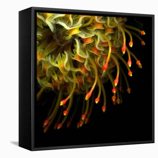 Pincushion Protea-Magda Indigo-Framed Stretched Canvas