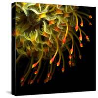 Pincushion Protea-Magda Indigo-Stretched Canvas