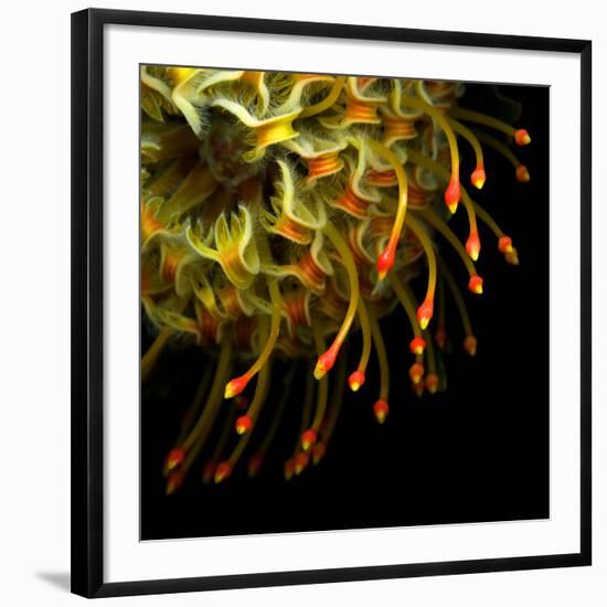 Pincushion Protea-Magda Indigo-Framed Photographic Print