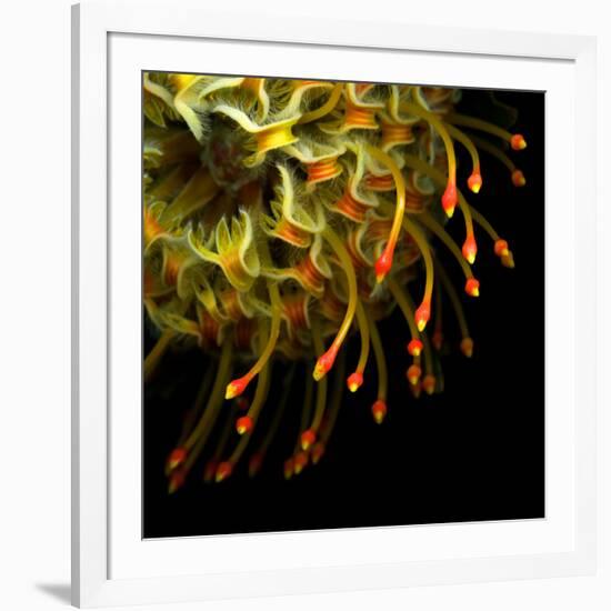 Pincushion Protea-Magda Indigo-Framed Photographic Print