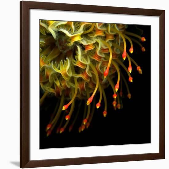 Pincushion Protea-Magda Indigo-Framed Photographic Print