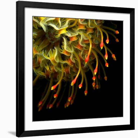 Pincushion Protea-Magda Indigo-Framed Photographic Print