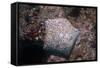 Pincushion Sea Star (Culcita Novaeguineae), Mozambique, Africa-Andrew Davies-Framed Stretched Canvas