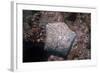 Pincushion Sea Star (Culcita Novaeguineae), Mozambique, Africa-Andrew Davies-Framed Photographic Print