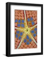 Pincushion Starfish (Culcita novaeguineae) adult, underside detail, Lembeh Straits, Sulawesi-Colin Marshall-Framed Photographic Print