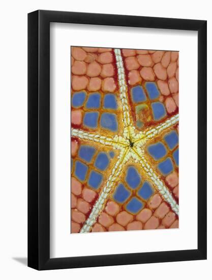 Pincushion Starfish (Culcita novaeguineae) adult, underside detail, Lembeh Straits, Sulawesi-Colin Marshall-Framed Photographic Print