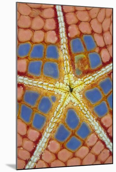 Pincushion Starfish (Culcita novaeguineae) adult, underside detail, Lembeh Straits, Sulawesi-Colin Marshall-Mounted Photographic Print