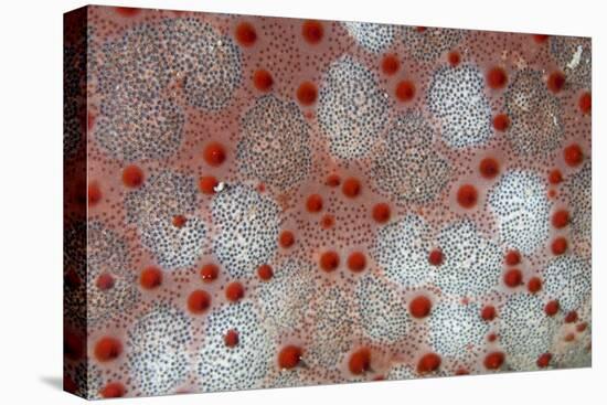 Pincushion Starfish (Culcita novaeguineae) detail, Krakatau, West Java, Sunda Strait-Colin Marshall-Stretched Canvas