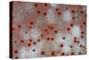 Pincushion Starfish (Culcita novaeguineae) detail, Krakatau, West Java, Sunda Strait-Colin Marshall-Stretched Canvas