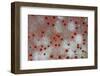 Pincushion Starfish (Culcita novaeguineae) detail, Krakatau, West Java, Sunda Strait-Colin Marshall-Framed Photographic Print