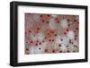 Pincushion Starfish (Culcita novaeguineae) detail, Krakatau, West Java, Sunda Strait-Colin Marshall-Framed Photographic Print