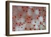 Pincushion Starfish (Culcita novaeguineae) detail, Krakatau, West Java, Sunda Strait-Colin Marshall-Framed Photographic Print