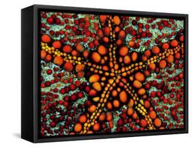 Pincushion Starfish (Culcita Novaeuineae)-Andrea Ferrari-Framed Stretched Canvas