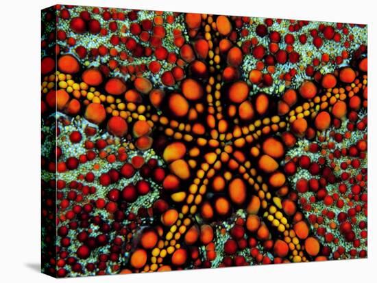 Pincushion Starfish (Culcita Novaeuineae)-Andrea Ferrari-Stretched Canvas
