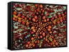 Pincushion Starfish (Culcita Novaeuineae)-Andrea Ferrari-Framed Stretched Canvas
