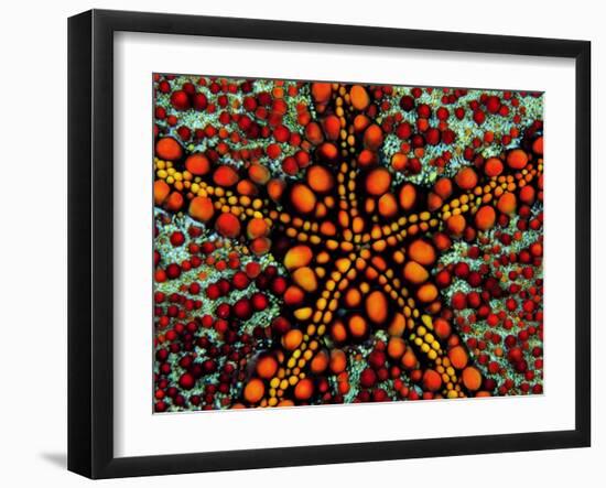 Pincushion Starfish (Culcita Novaeuineae)-Andrea Ferrari-Framed Premium Photographic Print