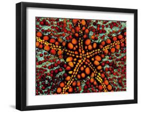 Pincushion Starfish (Culcita Novaeuineae)-Andrea Ferrari-Framed Premium Photographic Print