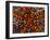 Pincushion Starfish (Culcita Novaeuineae)-Andrea Ferrari-Framed Premium Photographic Print