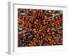 Pincushion Starfish (Culcita Novaeuineae)-Andrea Ferrari-Framed Premium Photographic Print