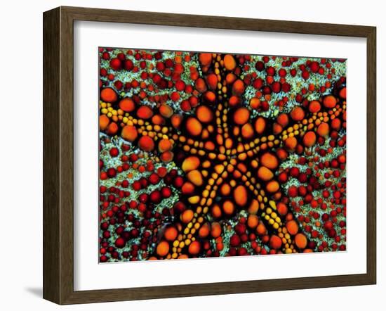 Pincushion Starfish (Culcita Novaeuineae)-Andrea Ferrari-Framed Photographic Print