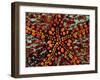 Pincushion Starfish (Culcita Novaeuineae)-Andrea Ferrari-Framed Photographic Print