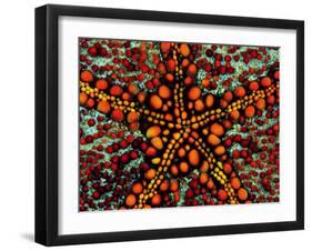 Pincushion Starfish (Culcita Novaeuineae)-Andrea Ferrari-Framed Photographic Print