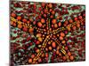 Pincushion Starfish (Culcita Novaeuineae)-Andrea Ferrari-Mounted Photographic Print