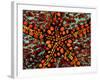 Pincushion Starfish (Culcita Novaeuineae)-Andrea Ferrari-Framed Photographic Print