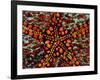 Pincushion Starfish (Culcita Novaeuineae)-Andrea Ferrari-Framed Photographic Print