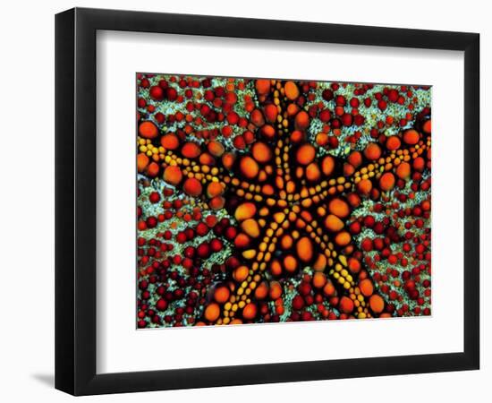 Pincushion Starfish (Culcita Novaeuineae)-Andrea Ferrari-Framed Photographic Print