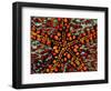 Pincushion Starfish (Culcita Novaeuineae)-Andrea Ferrari-Framed Photographic Print