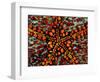 Pincushion Starfish (Culcita Novaeuineae)-Andrea Ferrari-Framed Photographic Print