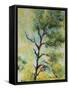 Pine Abstract-Marion Rose-Framed Stretched Canvas