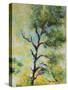 Pine Abstract-Marion Rose-Stretched Canvas