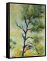 Pine Abstract-Marion Rose-Framed Stretched Canvas