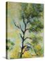 Pine Abstract-Marion Rose-Stretched Canvas