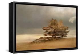 Pine and Dunes-Nel Talen-Framed Stretched Canvas