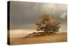 Pine and Dunes-Nel Talen-Stretched Canvas