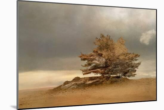 Pine and Dunes-Nel Talen-Mounted Giclee Print