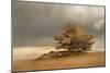 Pine and Dunes-Nel Talen-Mounted Giclee Print