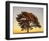 Pine at Sunset-V^ Francis-Framed Art Print