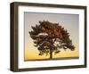 Pine at Sunset-V^ Francis-Framed Art Print