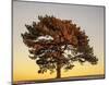 Pine at Sunset-V^ Francis-Mounted Art Print